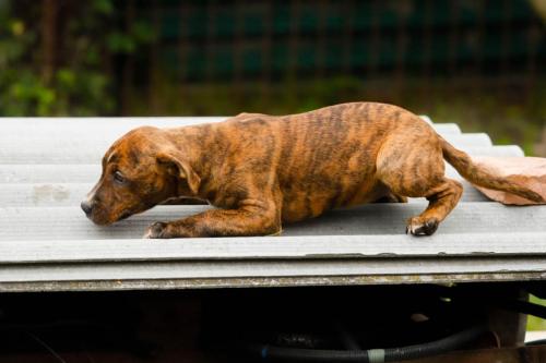 pitbull-6