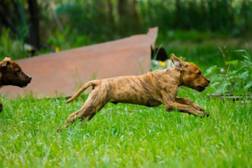 pitbull-9